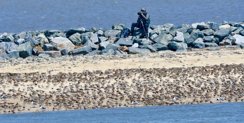 A bird watcher keeps an eye on endangered Red Knots and other shorebirds along the breakwater at Mispillion Harbor near Slaughter Beach.
